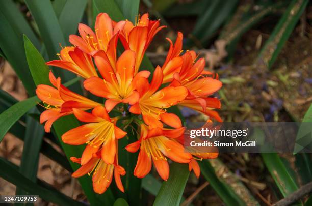 kaffir lily (clivia miniata) in bloom - mauritius papeda stockfoto's en -beelden