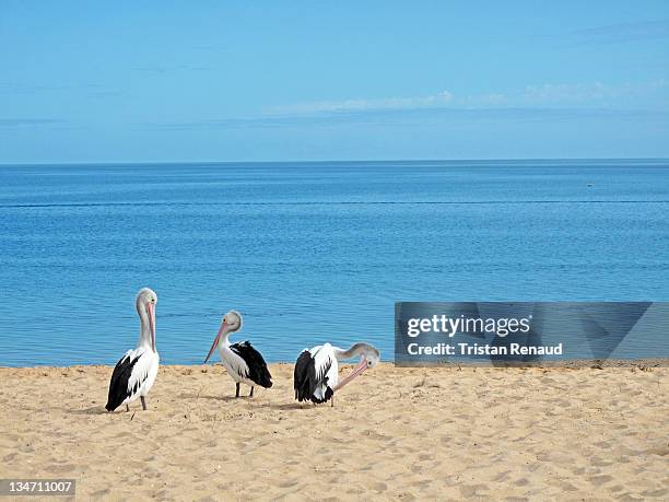 three pelicans on beach - monkey mia stock pictures, royalty-free photos & images