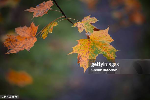 autumn leaves - maple leaves - season finale stockfoto's en -beelden