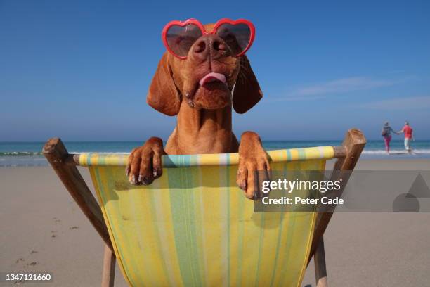 dog sitting on deckchair - silla de playa fotografías e imágenes de stock
