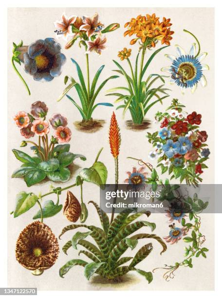 old chromolithograph illustration of blossom houseplants - passion fruit flower images stock pictures, royalty-free photos & images