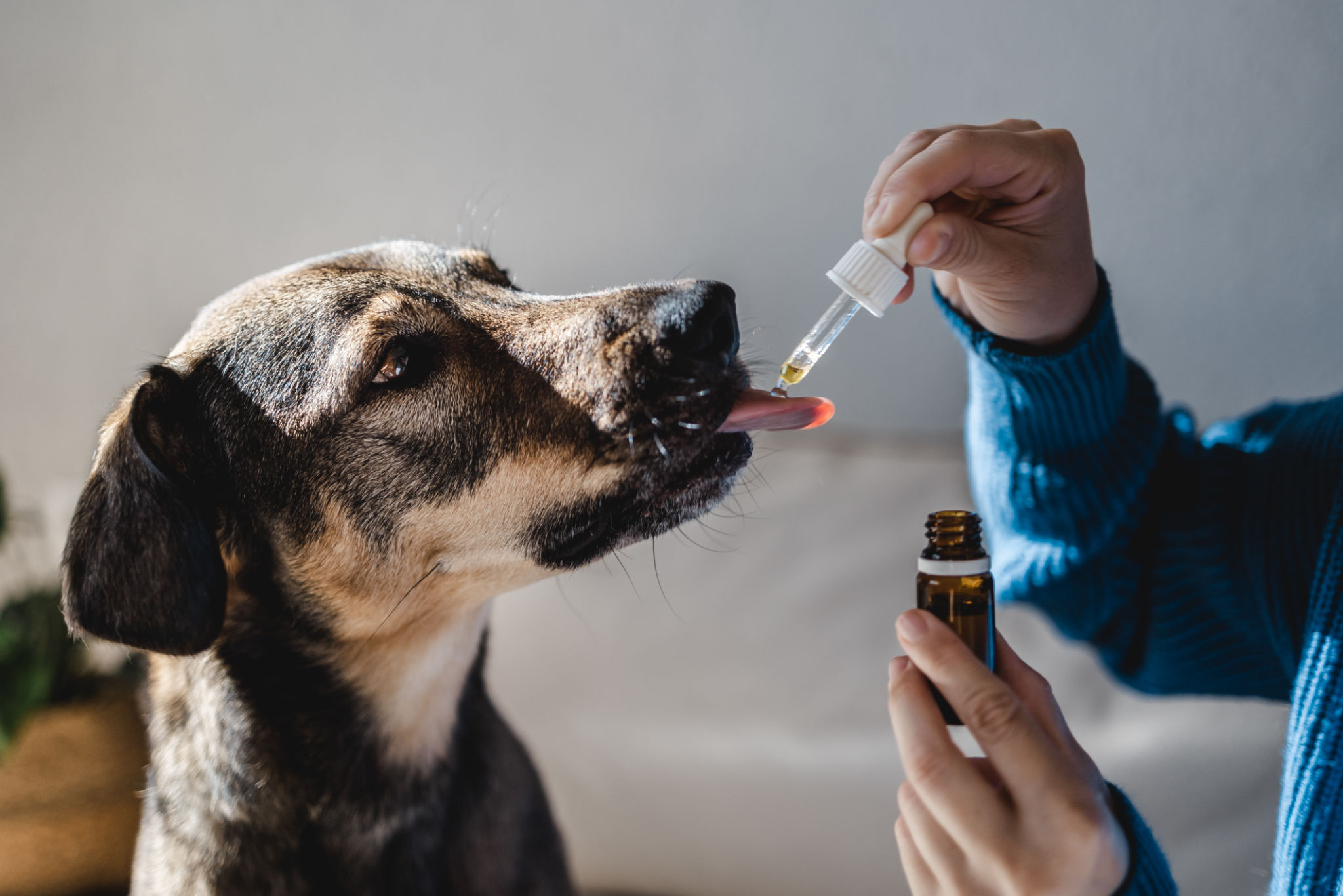 herbal treatment dog