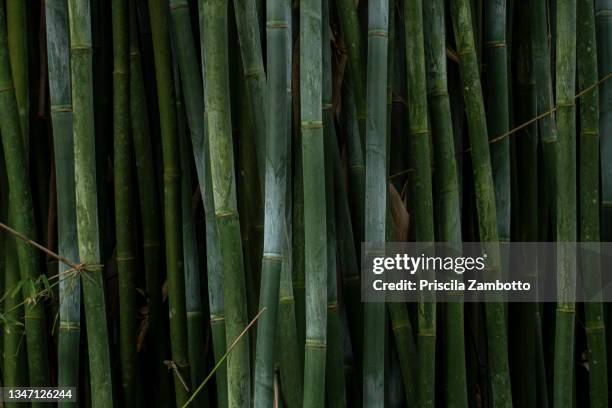bamboo. aiuruoca, mg, brazil - latin america background stock pictures, royalty-free photos & images