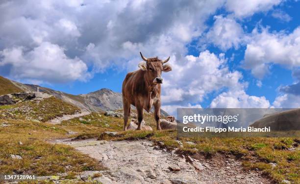 Italian Mucca 66 Mucca Stock Photos, High-Res Pictures, and Images - Getty Images