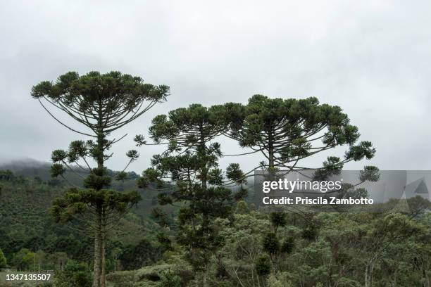 landscape with araucarias. aiuruoca, mg, brazil - pinar fotografías e imágenes de stock