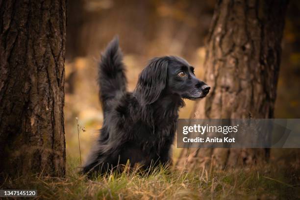 long-haired dachshund on a walk - long haired dachshund fotografías e imágenes de stock