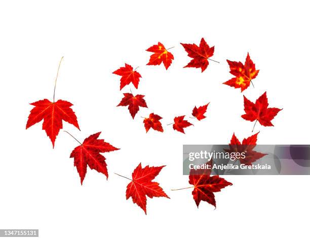 beautiful autumn maple leaves on white background. - maple leaf isolated stock pictures, royalty-free photos & images