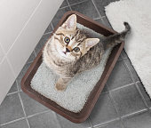 Cat top view sitting in litter box on bathroom floor