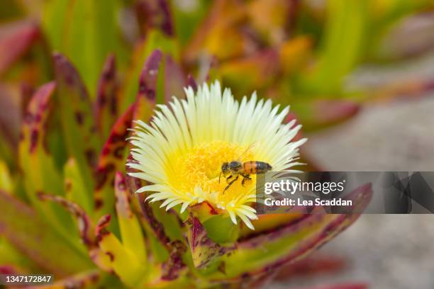 bee on flower succulent - barrilha imagens e fotografias de stock