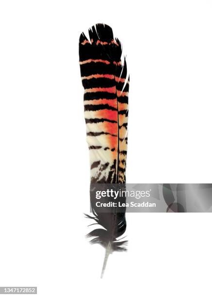 red-tailed black cockatoo feather - one animal stock pictures, royalty-free photos & images