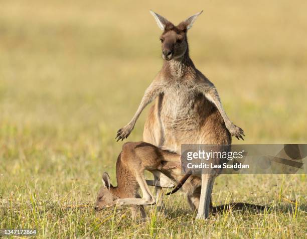 kangaroo and joey series #3 - joey kangaroo photos et images de collection