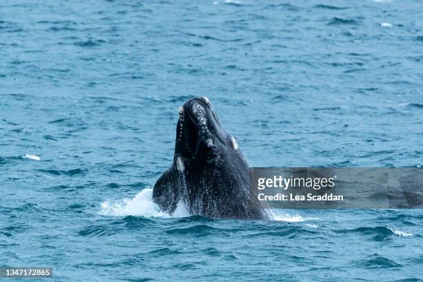 playful whale - セミクジラ科 ストックフォトと画像