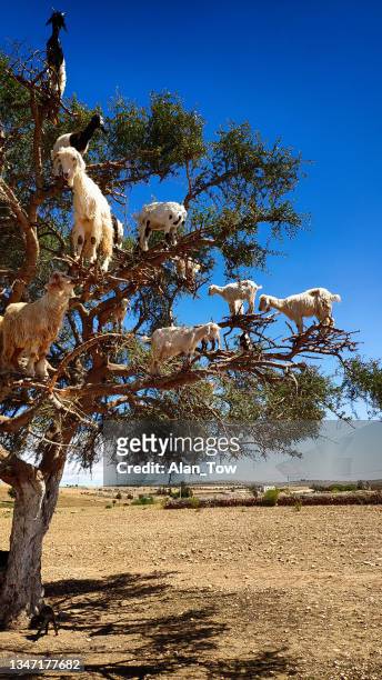 des chèvres paissent dans un arganier sur le chemin d’essaouira, au maroc - argan photos et images de collection