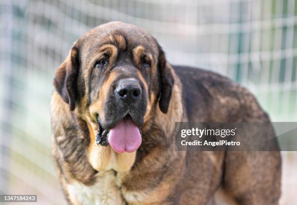 spanish mastiff portrait - mastiff stock-fotos und bilder