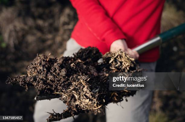 forkful of rotted cow dung - lawn fertilizer stock pictures, royalty-free photos & images