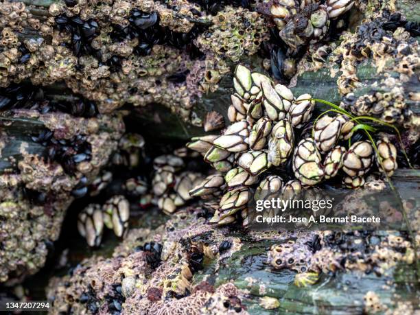 pollicipes pollicipes or percebe on the rocks of the cliffs. - barnacle fotografías e imágenes de stock