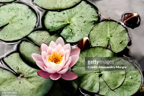 bright lotus - aquatic plant stock pictures, royalty-free photos & images