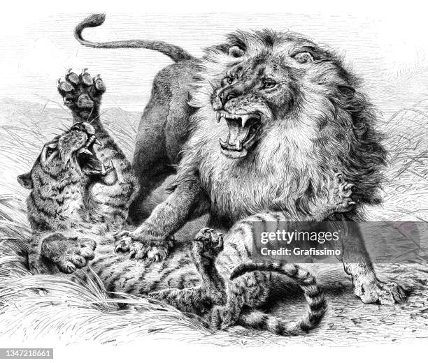 ilustraciones, imágenes clip art, dibujos animados e iconos de stock de león macho atacando al tigre ilustración 1897 - lion-fight-drawing