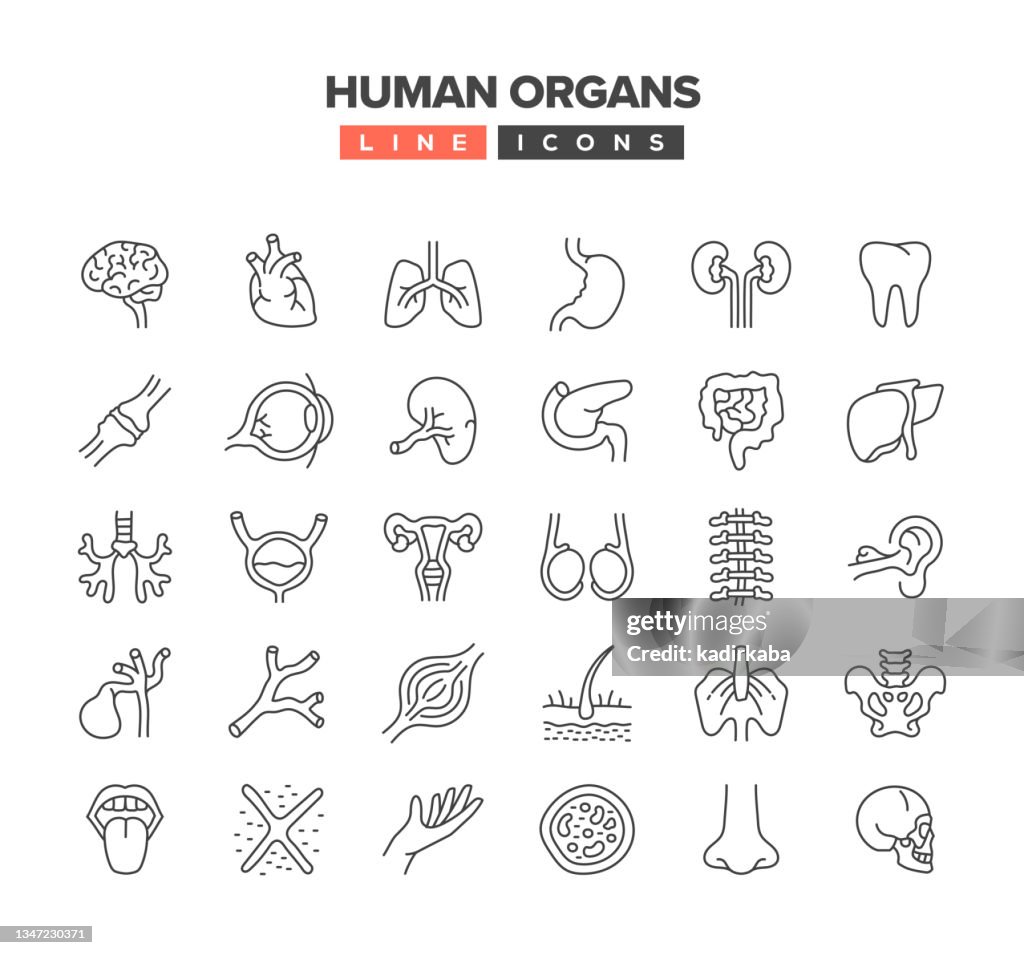Jeu d’icônes de ligne d’organes humains