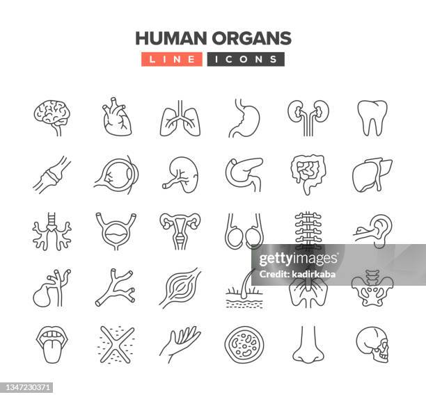 stockillustraties, clipart, cartoons en iconen met human organs line icon set - maag darm leverziekten