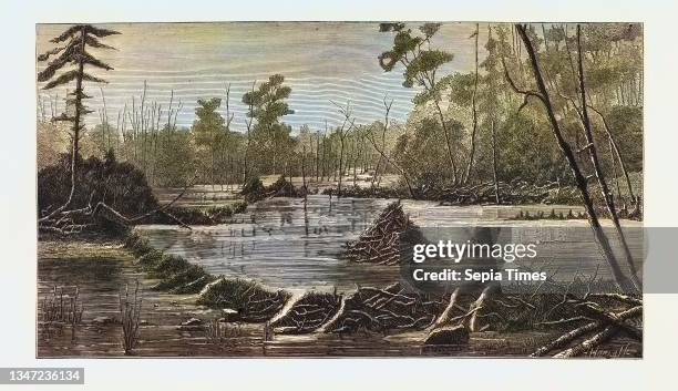 The Introduction of Beavers Into England, a Beaver Lodge and Dam, UK.