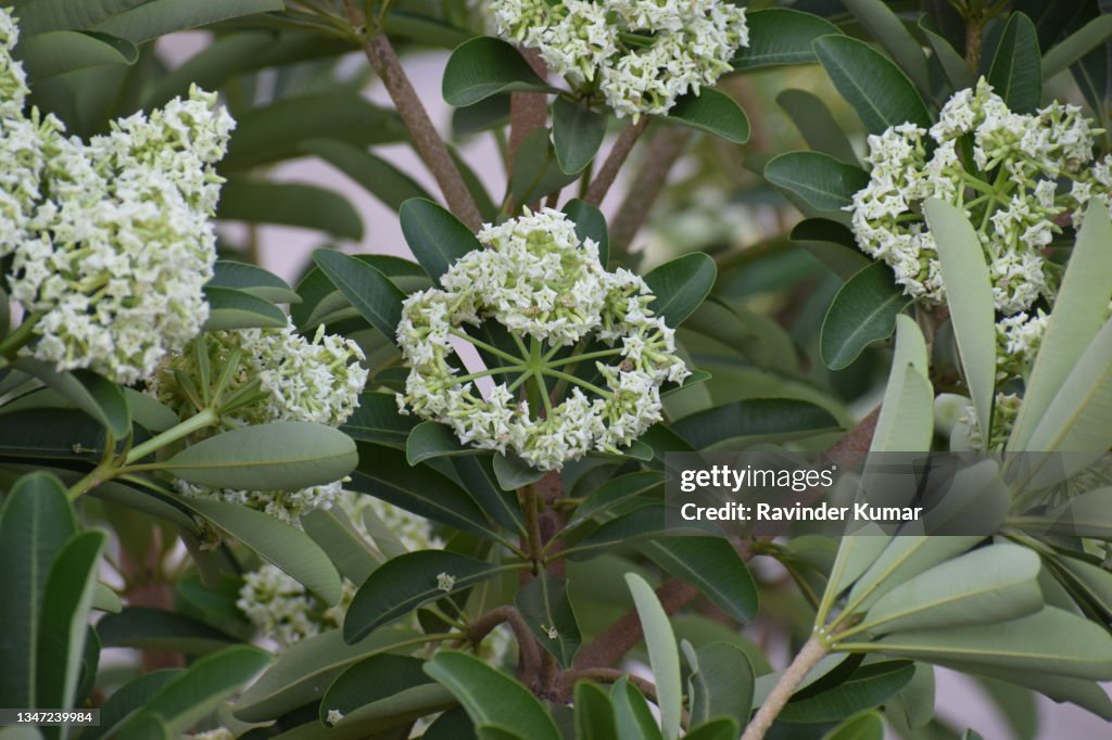 Beautiful, fragrant greenish white flowers of Devil's tree blooming in big clusters.Alstonia scholaris. Apocynaceae family.