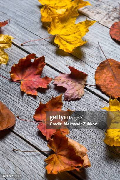 fallen yellow autumn leaves of birch, maple and aspen, on a wooden background or table. autumn natural background. copy space. - birch forest stock pictures, royalty-free photos & images