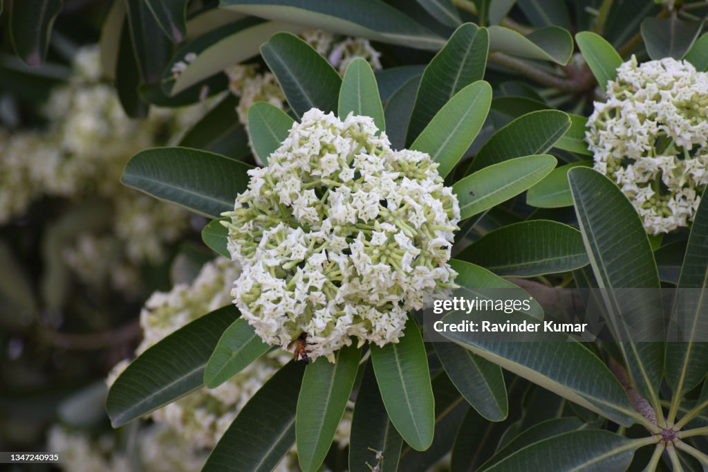 A large cluster of greenish white flowers of Dita Tree. Alstonia scholaris. Apocynaceae family.