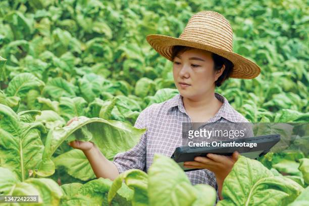 woman using a digital tablet in farm - tobacco growing stock pictures, royalty-free photos & images