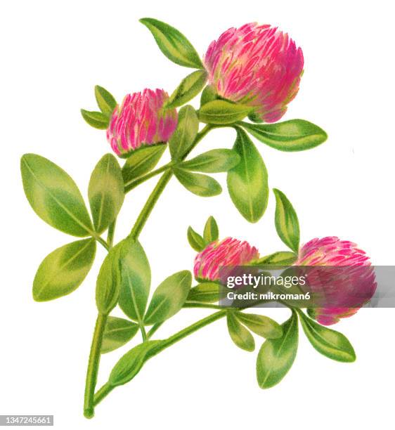 old engraved illustration of red clover (trifolium pratense) - trifoglio fiore foto e immagini stock