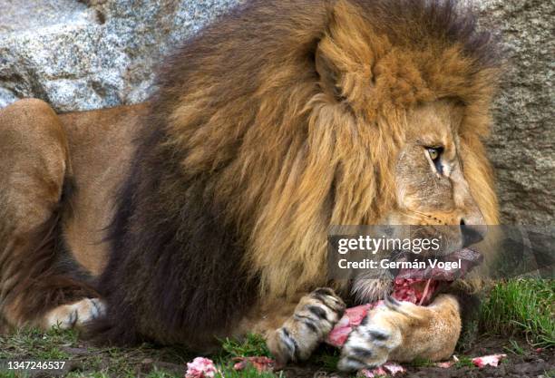 lion enjoys eating red meat meal holding it as if in love - animales en cautiverio fotografías e imágenes de stock