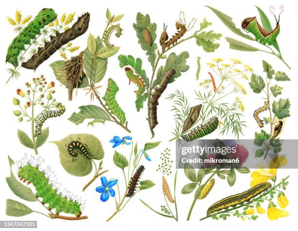 old engraved illustration of entomology, caterpillars of moth and butterflies - caterpillar stock-fotos und bilder