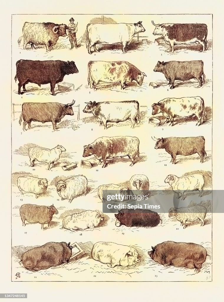 The Cattle Show at Islington