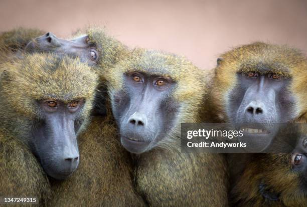 guinea baboons - baboons stock pictures, royalty-free photos & images