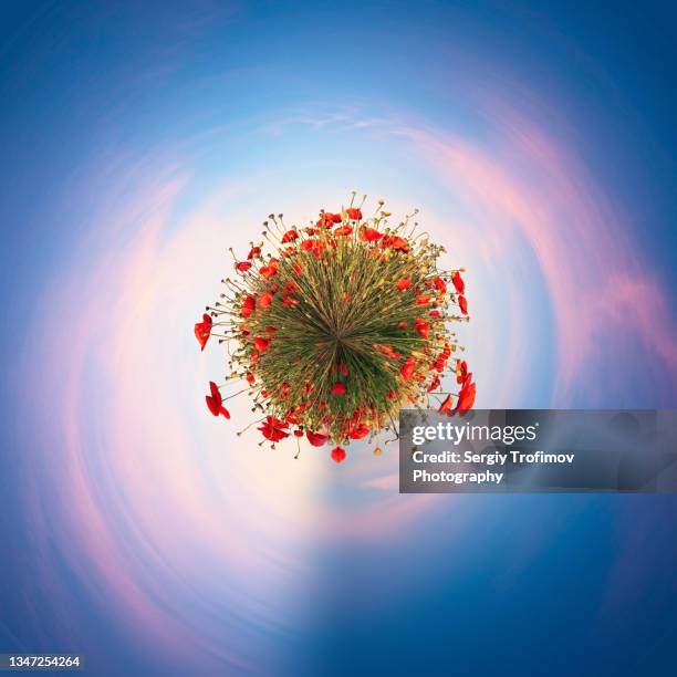 little planet of poppy flowers surrounded by sunset sky - fischaugen objektiv stock-fotos und bilder