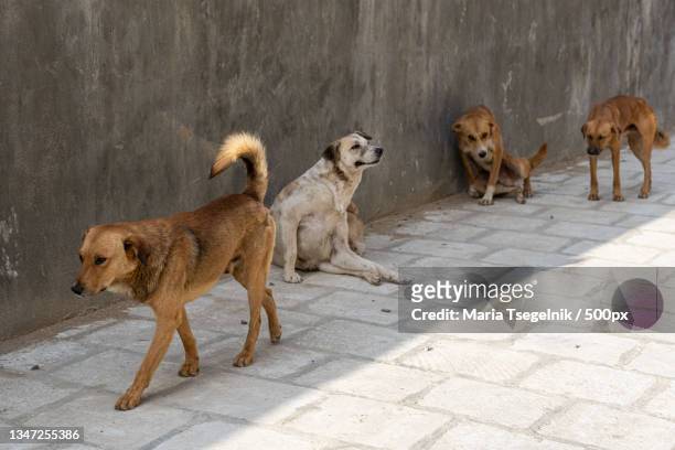 stray dogs on sidewalk in city,derbent,republic of dagestan,russia - animal perdido imagens e fotografias de stock