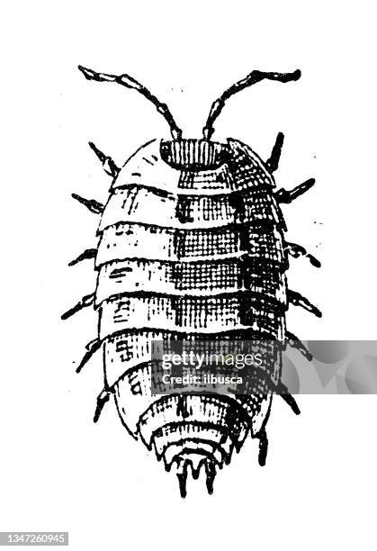 antique illustration: woodlouse - roly poly stock illustrations
