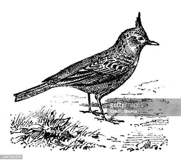 antique illustration: crested lark (galerida cristata) - crested lark stock illustrations