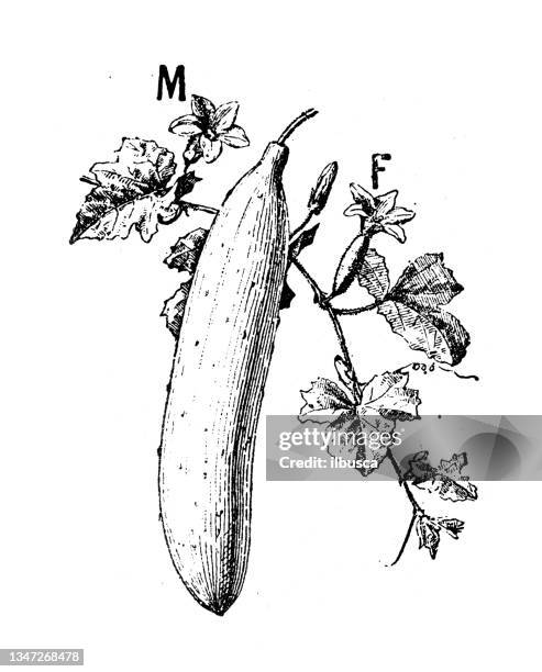 stockillustraties, clipart, cartoons en iconen met antique illustration: cucumber - komkommer