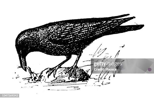 antique illustration: crow - crow stock illustrations