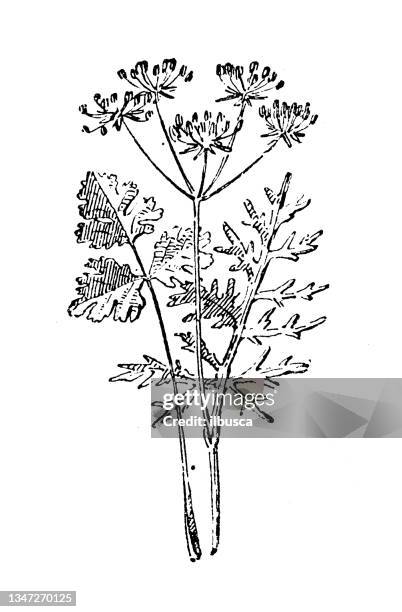 antique illustration: coriander - coriander seed stock illustrations