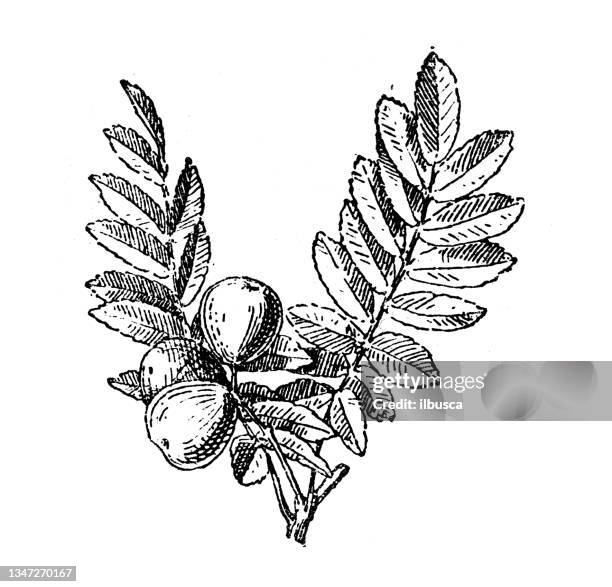 antique illustration: sorbus domestica, service tree, sorb tree - rowan tree stock illustrations