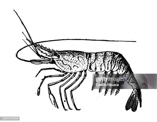 bildbanksillustrationer, clip art samt tecknat material och ikoner med antique illustration: shrimp - stor räka