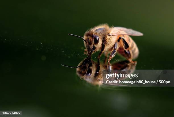close-up of bee on flower,united kingdom,uk - honey bee stock pictures, royalty-free photos & images