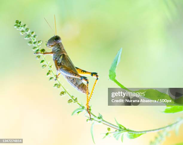 close-up of insect on plant - wanderheuschrecke stock-fotos und bilder