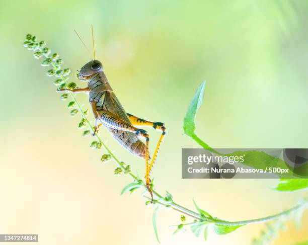 close-up of insect on plant - locust fotografías e imágenes de stock