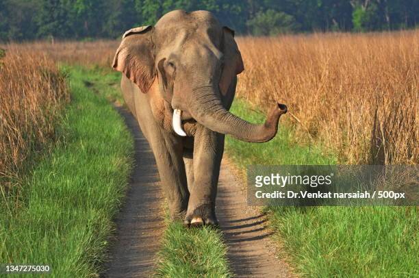 young elephant walking on field,india - asian elephant stock pictures, royalty-free photos & images