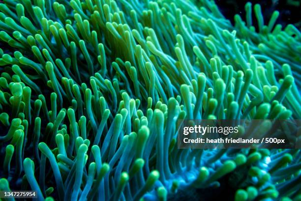 close-up of coral in sea,maldives - maldives coral reef stock pictures, royalty-free photos & images