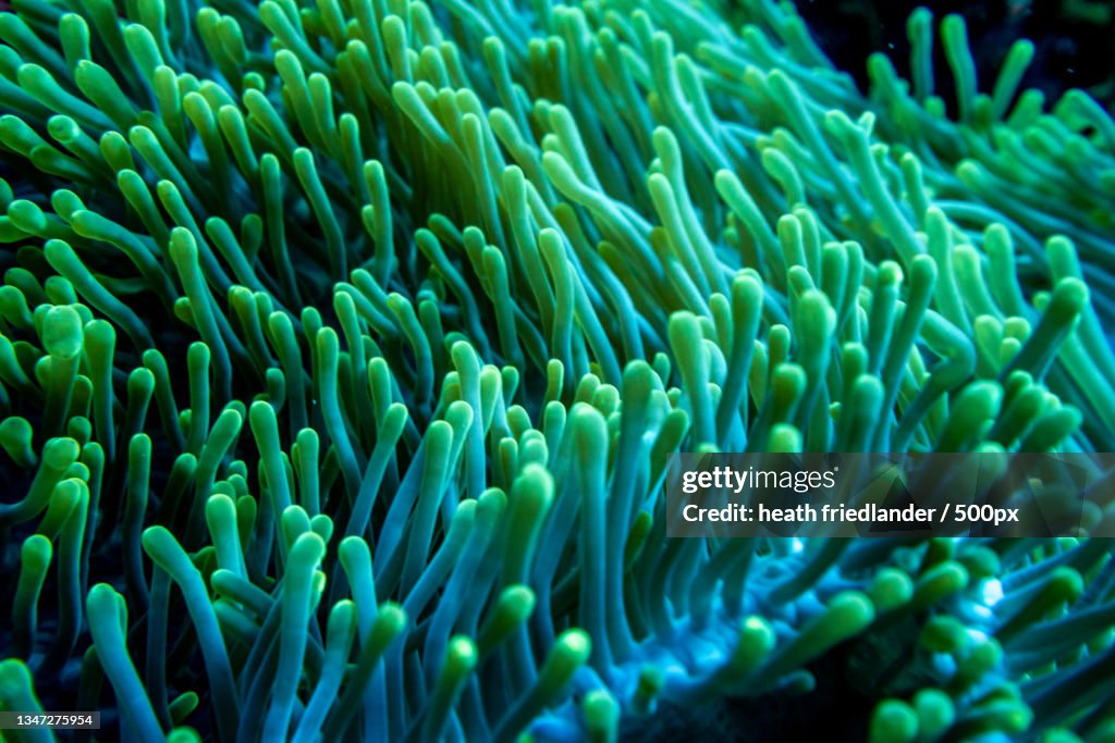 Close-up of coral in sea,Maldives