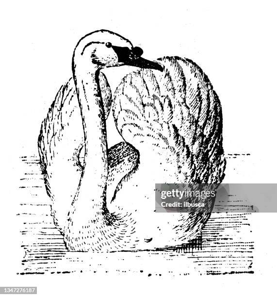 illustrations, cliparts, dessins animés et icônes de illustration antique : swan - swan